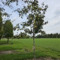 Cydonia Oblonga 'Vranja' - Foto 2