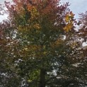 Fagus sylvatica 'Atropunicea' - 1