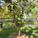 Magnolia grandiflora 'Galissonnière' - 3