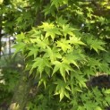 Acer palmatum - 1