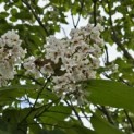 Catalpa erubescens 'Purpurea' - 5