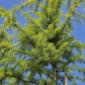 Cedrus deodara 'Aurea' - 1