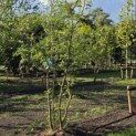 Gleditsia triacanthos ‘Sunburst' - 2