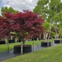 Acer palmatum 'Sumi-Nagashi' - 1