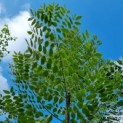 Gymnocladus dioica - blad