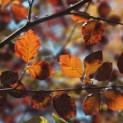 Fagus sylvatica 'Atropunicea' - impressie kleurnuances rode of bruine beuk