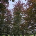 Fagus sylvatica 'Atropunicea' - Foto 3