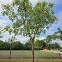Koelreuteria paniculata - 1