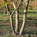 Platanus x hispanica - 1