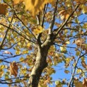 Platanus x hispanica - 2