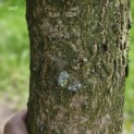 Carpinus Henryana - 1
