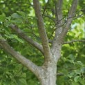 Cornus kousa 'Chinensis' - Foto 5