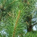 Pinus sylvestris - Foto 3