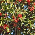 Ilex 'Nellie R. Stevens' - 3