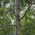Gleditsia triacanthos ‘Sunburst' - 1