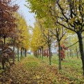 Carpinus betulus 'Frans Fontaine'   (Fastigiata) - impressie herfstkleuren partij