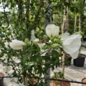 Hibiscus syriacus 'White Chiffon' - 1