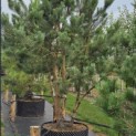 Pinus sylvestris - 2