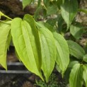 Heptacodium miconioides - Foto 1