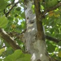 Platanus x hispanica - 1