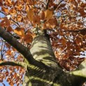 Fagus sylvatica 'Atropunicea' - Foto 3