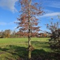 Fagus sylvatica 'Atropunicea' - Foto 1