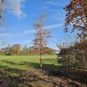 Fagus sylvatica 'Atropunicea' - Foto 2