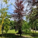 Fagus sylvatica 'Atropunicea' - 4