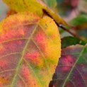 Carpinus Caroliniana