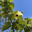 Davidia involucrata - 1