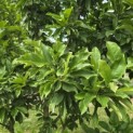 Magnolia 'Susan' - 1