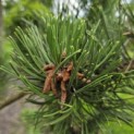 Pinus nigra Oregon Green - 1