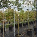 Malus domestica 'Jonagold' - Foto 3