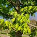 Acer Triflorum - Afbeelding 835 april 2022 jong blad