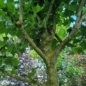 Platanus x hispanica - Afbeelding 4