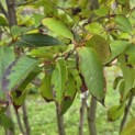Stewartia Rostrata - 2