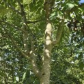 Juglans Regia - 1