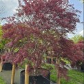 Acer palmatum 'Atrolineare' - 3
