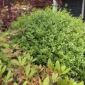 Osmanthus x Burkwoodii - 3