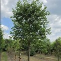 Prunus avium 'Plena' - kroon in juli 2026