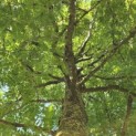 Gleditsia triacanthos ‘Sunburst' - 3
