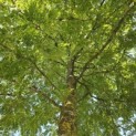 Gleditsia triacanthos ‘Sunburst' - 2
