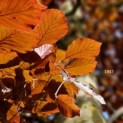Fagus sylvatica 'Atropunicea' - 4