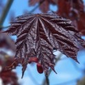 Acer platanoides 'Royal Red' - Foto 1