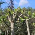 Platanus x hispanica - Foto 1