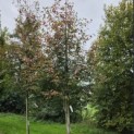 Amelanchier arborea 'Robin Hill' - Foto 2