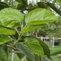 Morus rubra 'Wellington' - Foto 4