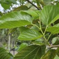 Morus rubra 'Wellington' - Foto 3