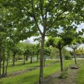 Platanus hispanica - 3