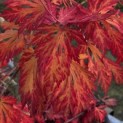 Acer japonicum  'Aconitifolium' - Foto 3